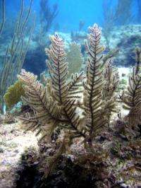 Damaged coral colonies can take years to recover their reproductive prowess