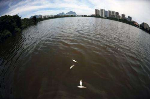 Dead fish float in the Marapendi lagoon in the Barra de Tijuca neighbourhood of Rio de Janeiro on December 11, 2012