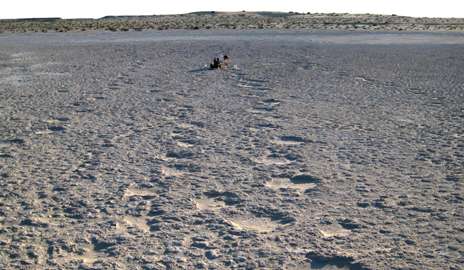 Desert footprints reveal ancient origins of elephants' social lives