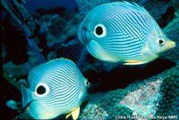 Detecting detrimental change in coral reefs