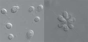 Did bacteria spark evolution of multicellular life?