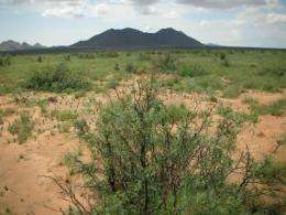 Disappearing grasslands: Scientists to study dramatic environmental change