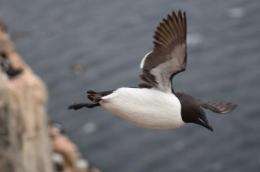 Diving seabirds: Working hard and living long