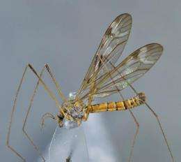 DNA barcoding verified the discovery of a highly disconnected crane fly species