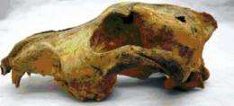 Dog skull dates back 33,000 years