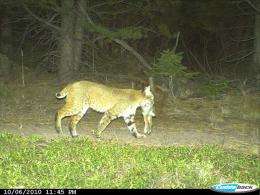 Domestic cats, and wild bobcats and pumas, living in same area have same diseases