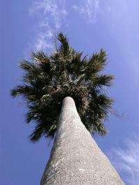 Do palm trees hold the key to immortality?