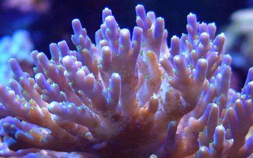 Elusive coral predator discovered in the wild