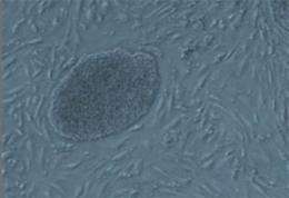 Embryonic stem cells shift metabolism in cancer-like way upon implanting in uterus