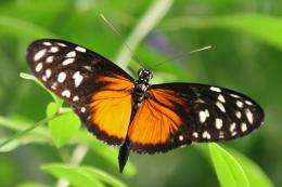 Entomologist team discovers reason behind passion-vine butterfly congregation tendencies