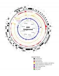 Field guide to the Epstein-Barr virus charts viral paths toward cancer