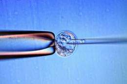 File illustration photo shows embryonic stem cells being microinjected into an embryo