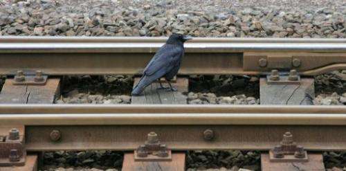 File photo of a blackbird foraging for food on railway tracks