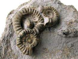 First fruitful, then futile: Ammonites or the boon and bane of many offspring