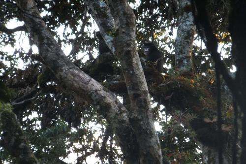 First photo evidence of snub-nosed monkey species in China
