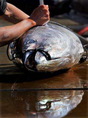 Fisheries nations set to discuss bluefin tuna