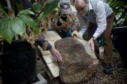Floor of oldest forest discovered in Schoharie County