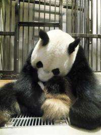 Giant panda born last week at Tokyo zoo dies