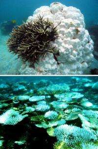 Global warming threat to coral reefs: Can some species adapt?