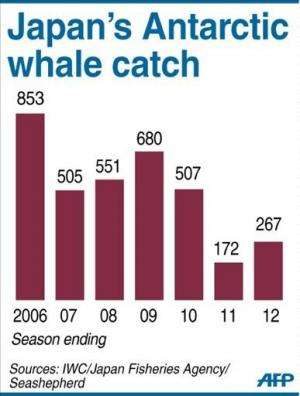 Graphic charting Japan's whale catch in the Antarctic 2006-2012