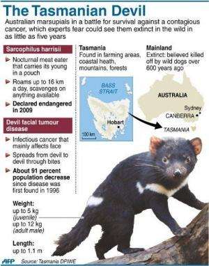 Graphic on Australia's Tasmanian Devils