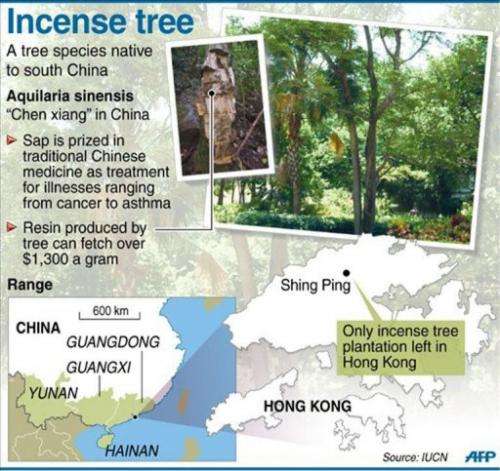 Graphic showing the location of the only incense plantation left in Hong Kong