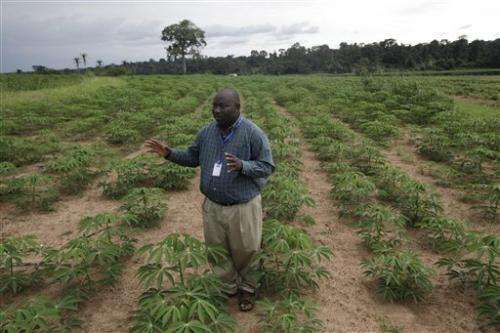 Hardier cassava offers promise for hungry Africa