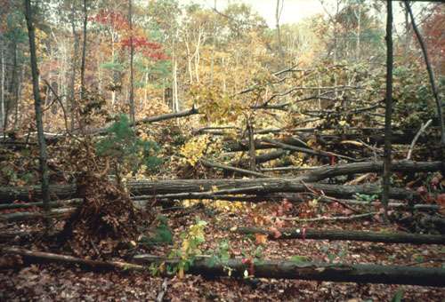 Harvard Forest's response to CO2 reveals past and future for the New England landscape