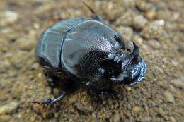 Far-flung dung beetles here to ‘finish the job’