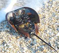 Horseshoe crabs are one of nature's great survivors