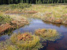 How shrubs are reducing the positive contribution of peatlands to climate