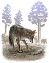 Ice Age coyotes were supersized, fossil study reveals