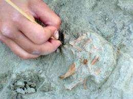 'Inhabitants of Madrid' ate elephants' meat and bone marrow 80,000 years ago