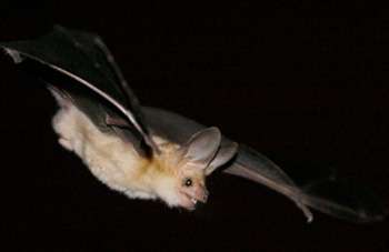 Insect-eating bat outperforms nectar specialist as pollinator of cactus flowers