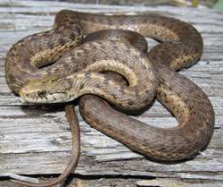 Insight into snake venom evolution could aid drug discovery
