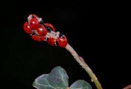 Invasive alien predator causes rapid declines of European ladybirds