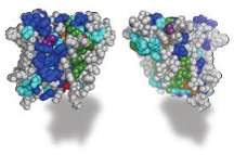 Is it A rock, or is it jell-O? Defining the architecture of rhomboid enzymes