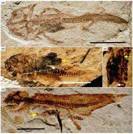 Jurassic salamanders with stomach contents found from Inner Mongolia