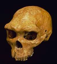 Largest group of fossil humans are Neanderthals after all