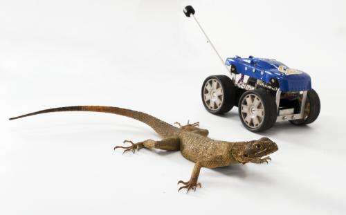 Leaping lizards and dinosaurs inspire robot design