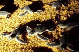 Leatherback turtle hatchlings make their way into the sea in 2004