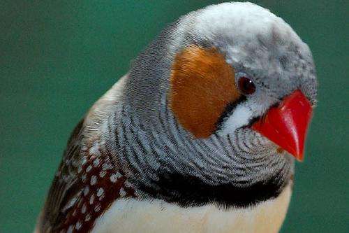 Left turn in speech research--Key insights in study of zebra finches