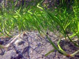 Little clams play big part in keeping seagrass ecosystems healthy, new study finds
