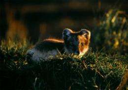 Little Ice Age led to migration of island hopping arctic foxes