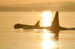 Long menopause allows killer whales to care for adult sons