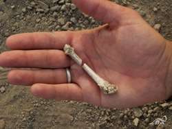 'Lucy' lived among close cousins: Discovery of foot fossil confirms two human ancestor species co-existed 3.4 million years ago