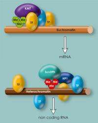 Making and breaking heterochromatin
