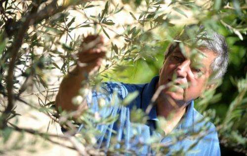 Malta's Bidni olives had nearly become extinct before Sam Cremona began his quest