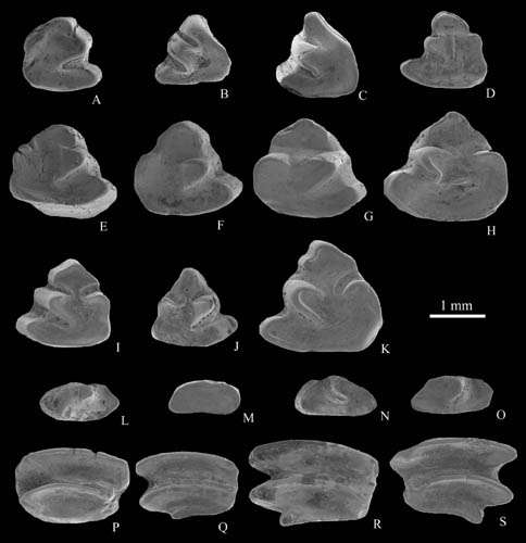 Middle Miocene Ochotonids found from Siziwang Qi, Nei Mongol
