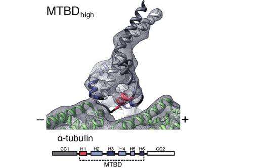 Molecular motion in detail: Scientists’ high-res images illuminate binding process